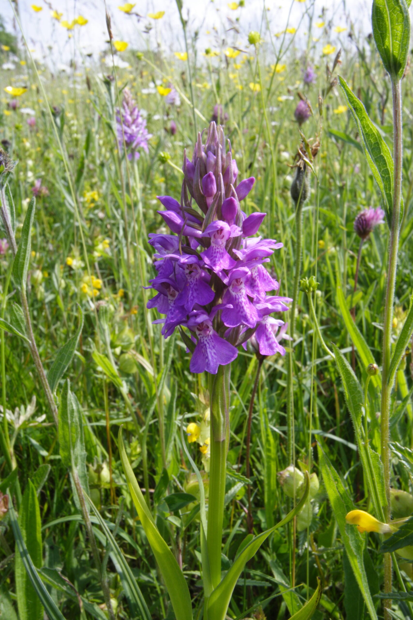 <i>Dactylorhiza praetermissa </i> - Southern Marsh - orchid