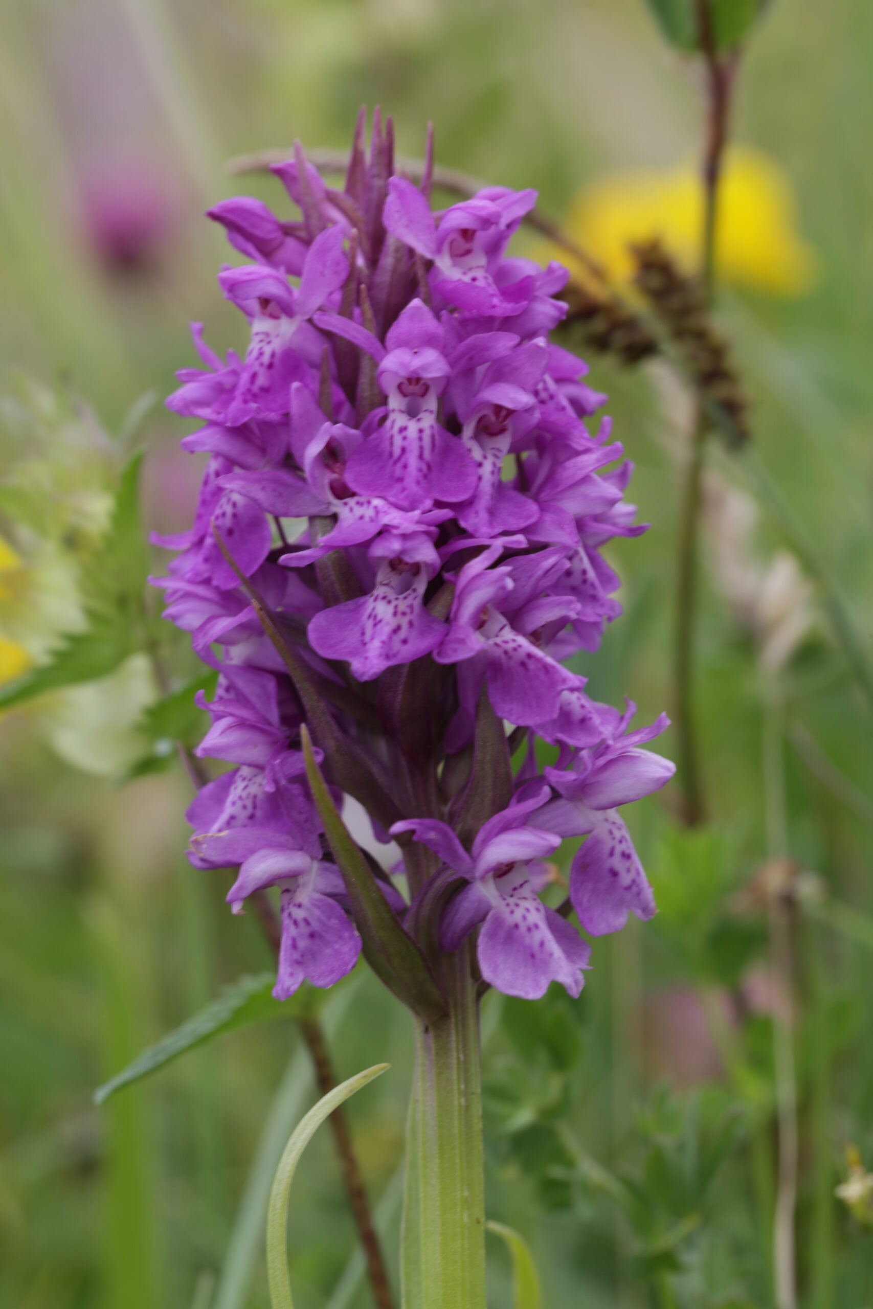 <i>Dactylorhiza praetermissa </i> - Southern Marsh - orchid - Image 2